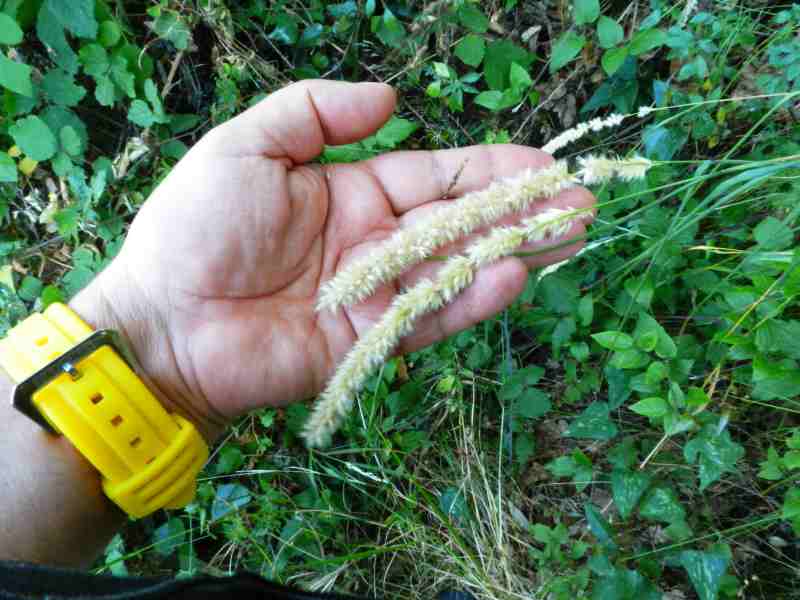 Melica ciliata subsp. magnolii / Melica barbata